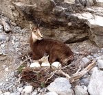 hochalpengaemse-nest-gr.jpg